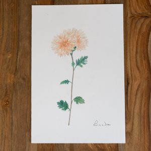 Illustrazione originale - Crisantemo 19,7x29,5 cm